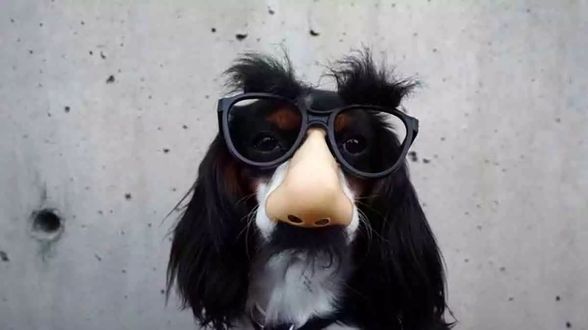 Perro con gafas
