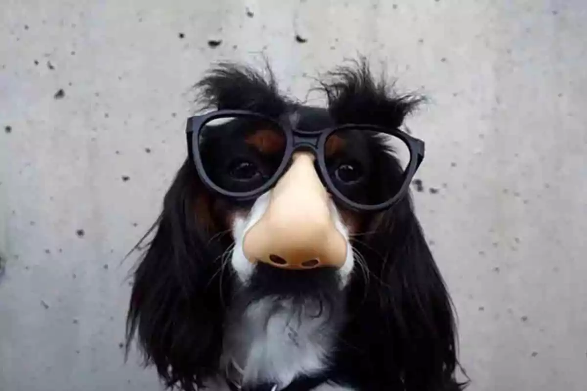 Un perro con gafas de broma que tienen una nariz falsa y cejas peludas.